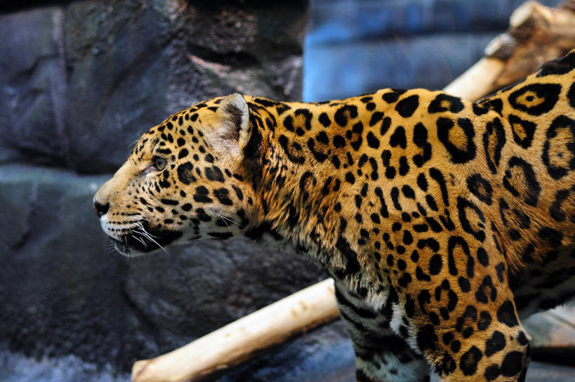 无人,横图,室外,白天,侧面,哺乳动物,野生动物,加拿大,斑点,自然,动物,摄影,部分,环境,魁北克,美洲虎,式样