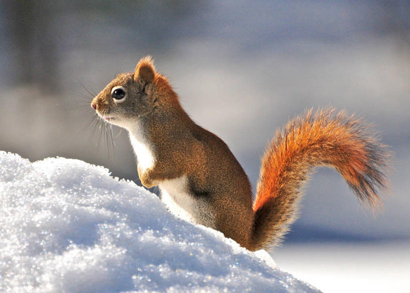 无人,站,横图,室外,白天,侧面,雪,野生动物,美国,冬天,自然,动物,松鼠,摄影,环境,北美,北美洲,美洲,机敏,新罕布什尔州,北亚美利加洲,亚美利加洲,新罕布什尔,新罕布夏州,花岗岩州,花冈岩之州,滑雪之州,新英格兰,纽英仑,美利坚合众国,阿默斯特