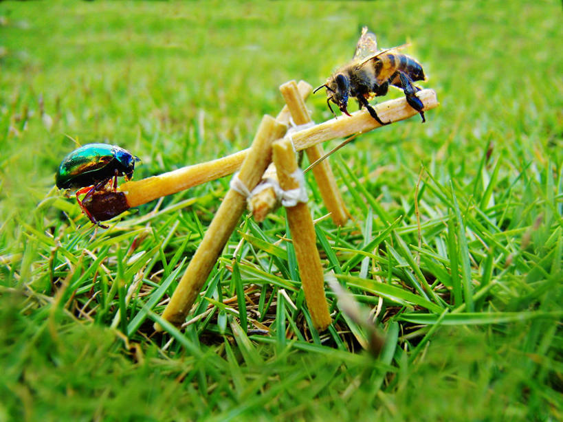 无人,横图,室外,特写,白天,侧面,自由,草地,游乐场,蜜蜂,巴西,摇摆,昆虫,火柴,田地,草,动物,两只,南美,乐趣,平衡,摄影,幽默,享乐,洋火,节肢动物,比例,益虫,火柴梗,取火工具,无忧无虑