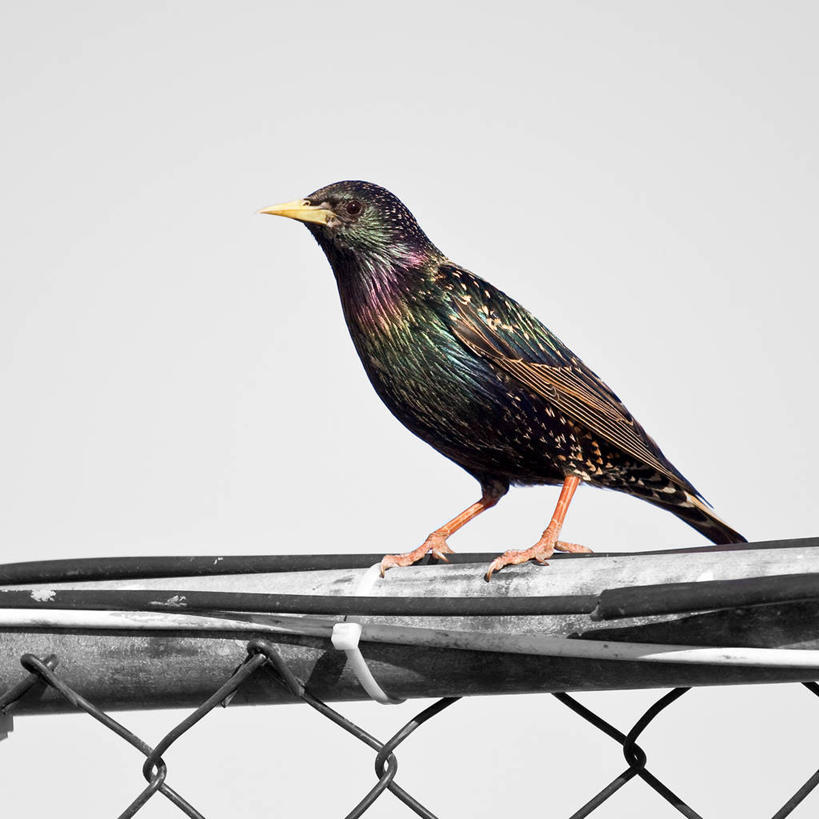 无人,坐,方图,分离着色,室外,白天,钱,野生动物,欧洲,冰岛,金属,鸟类,标志,钱币,文字,栅栏,标识,动物,金融,摄影,栖息,经济,金属丝,北欧,流通,贸易,八哥,冰岛共和国,货币,现金,英镑符号