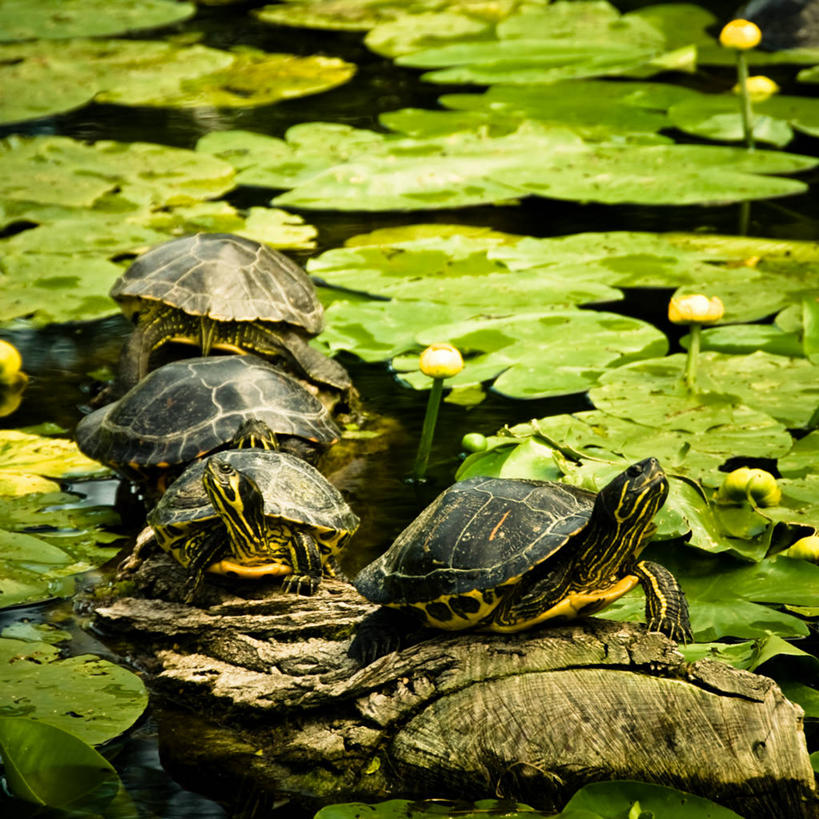无人,坐,方图,室外,白天,湖,睡莲,野生动物,德国,欧洲,四只,一排,整齐,排列,自然,动物,放松,摄影,环境,西欧,队列,圆木,水生植物,中欧,德意志联邦共和国,波恩,莱茵兰.普法尔茨州,海龟
