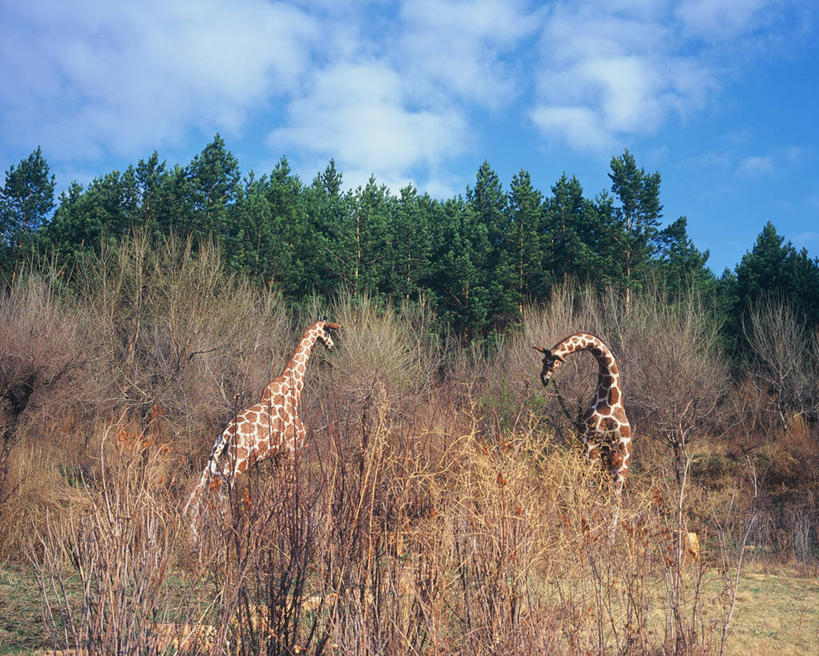 无人,站,横图,室外,白天,长颈鹿,野生动物,云,树,天空,自然,动物,两只,摄影,环境,黑龙江省,旅行,东北