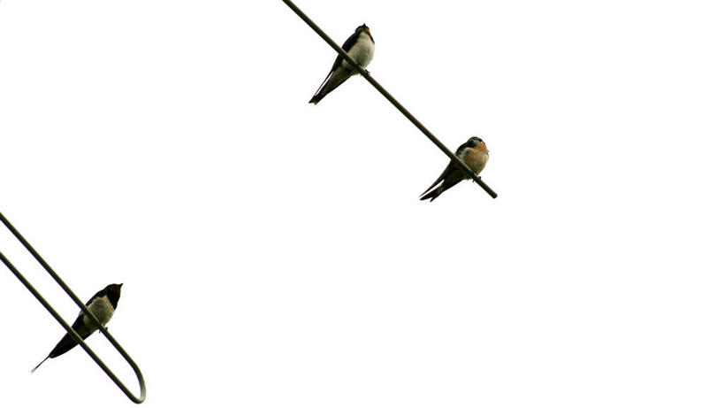 无人,横图,室外,白天,白色背景,仰视,野生动物,燕子,法国,三只,鸟类,注视,白色,天空,自然,观察,看,摄影,栖息,观看,环境,察看,简单,关注,中欧,想法,图卢兹,上加龙,低角度拍摄