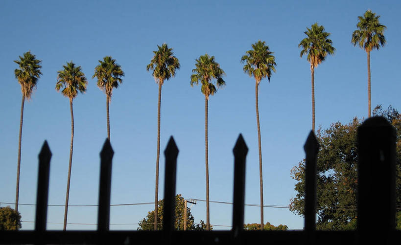 无人,横图,室外,白天,棕榈树,美国,并排,栅栏,篱笆,天空,自然,摄影,生长,保护,环境,北美,北美洲,加利福尼亚,美洲,市区,万里无云,北亚美利加洲,亚美利加洲,圣何塞,美利坚合众国,林荫大道,挨着
