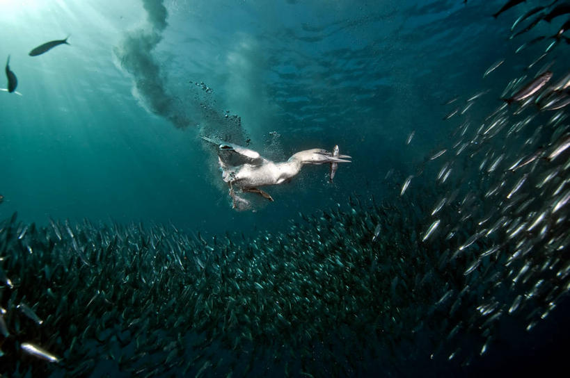 跳水,西方人,无人,横图,水下,海洋,水,野生动物,欧洲,非洲,南非,黑人,欧洲人,一群,许多,鱼群,捕食,很多,鱼类,自然,潜水,摄影,沙丁鱼,环境,接,咸水鱼,阿非利加洲,南非共和国,夸祖鲁.纳塔尔省,鲣鸟,非洲人