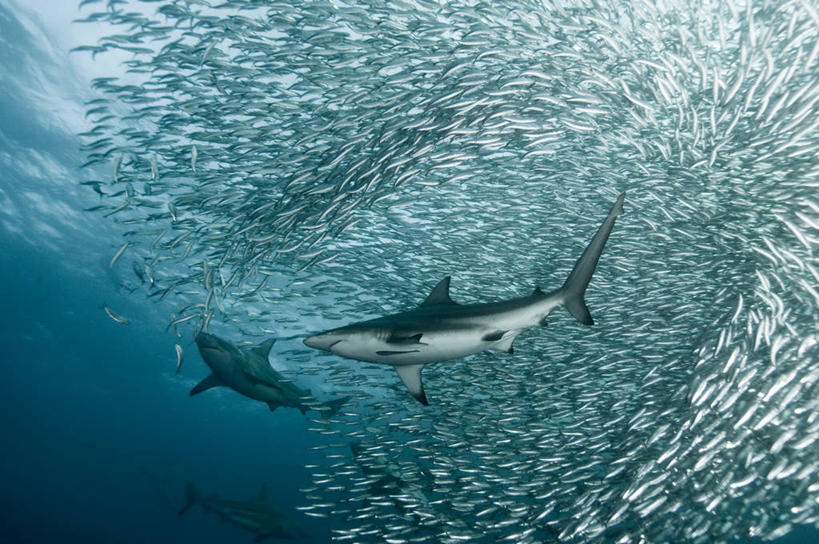 游泳,西方人,无人,横图,室外,白天,水下,海洋,水,鲨鱼,野生动物,欧洲,非洲,南非,黑人,欧洲人,一群,许多,鱼,鱼群,很多,鱼类,海洋生物,摄影,水生动物,水生物,凶猛,海底动物,阿非利加洲,南非共和国,夸祖鲁.纳塔尔省,残暴,凶残,非洲人,沙鱼,鲛鲨,鲛