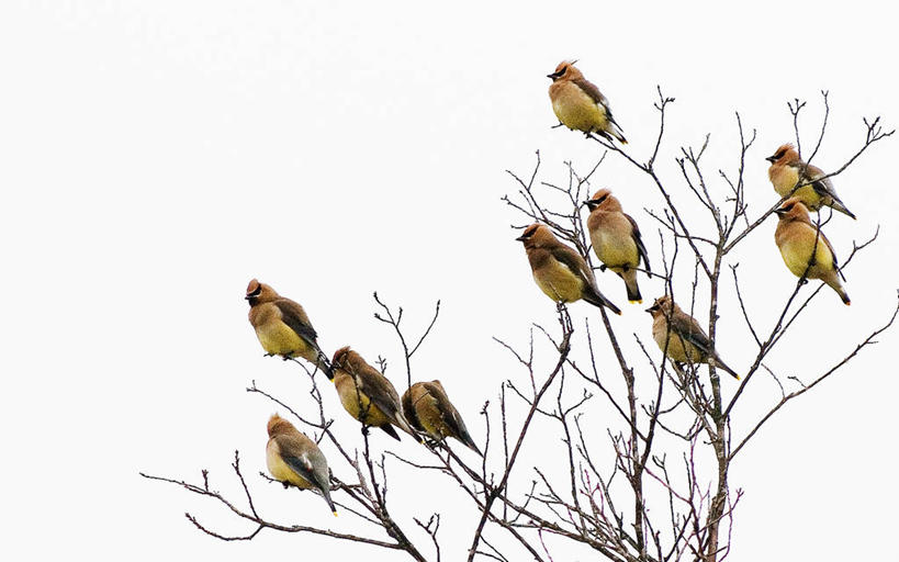 无人,坐,横图,室外,白天,仰视,野生动物,美国,一群,许多,鸟类,枝,很多,天空,看,放松,摄影,橡树,德克萨斯,落叶树,连雀,奥斯汀镇,低角度拍摄