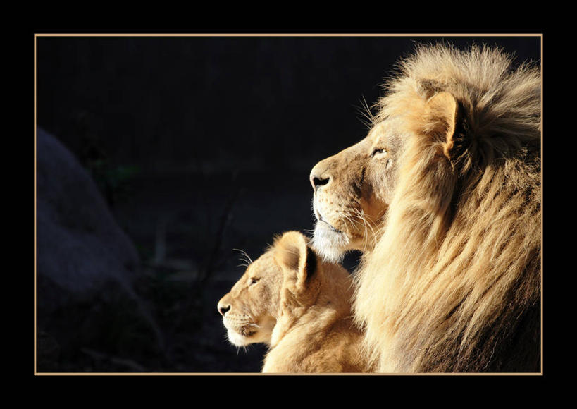 无人,横图,室内,哺乳动物,野生动物,狮子,丹麦,黑色背景,首都,宏伟,黑色,动物,两只,摄影,幼兽,凶猛,斯堪狄纳维亚半岛,哥本哈根,西兰岛,残暴,凶残,影棚拍摄