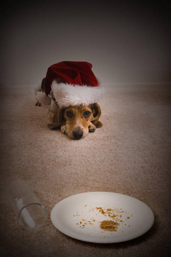 无人,躺,竖图,俯视,室内,狗,餐具,美国,圣诞节,庆祝,席子,曲奇,饮食,动物,盘子,装饰物,甜食,趴着,家畜,摄影,宗教,奥兰多,灵性,橘子郡,玻璃杯,高角度拍摄,法定假日