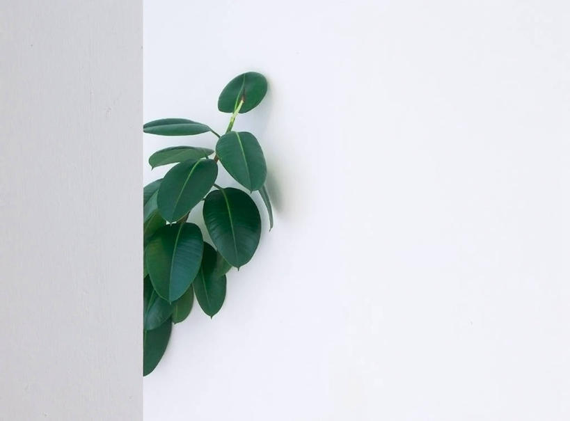 无人,横图,室外,特写,建筑,叶子,德国,墙,自然,摄影,生长,部分,环境,简单,捉迷藏,中欧