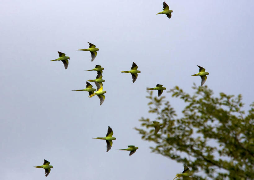 无人,横图,室外,白天,仰视,野生动物,鹦鹉,英国,欧洲,伦敦,一群,许多,鸟类,首都,很多,飞,树,天空,自然,摄影,环境,西欧,北欧,大不列颠,大不列颠及北爱尔兰联合王国,万里无云,大不列颠及爱尔兰联合王国,雾都,长尾鹦鹉,低角度拍摄,大不列颠王国,大英帝国,联合王国,日不落帝国