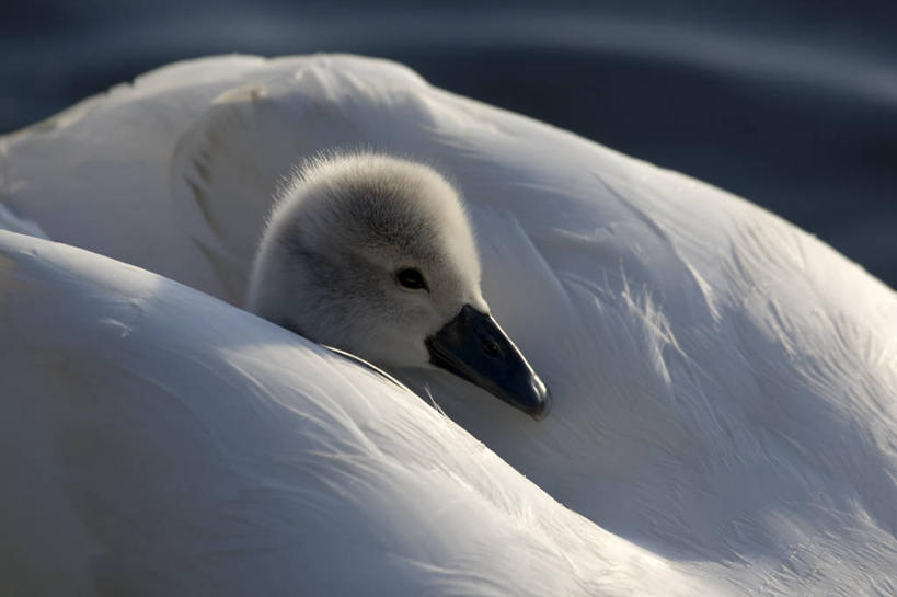 游泳,无人,横图,室外,特写,白天,野生动物,天鹅,羽毛,英国,欧洲,伦敦,加拿大,漂浮,首都,小鸟,动物,看,两只,摄影,部分,北美,北美洲,西欧,北欧,美洲,大不列颠,大不列颠及北爱尔兰联合王国,大不列颠及爱尔兰联合王国,北亚美利加洲,亚美利加洲,卑诗省,不列颠哥伦比亚,不列颠哥伦比亚省,雾都,大温地区,大温哥华地区,大温哥华区域局,温哥华都会区,卑斯省,大不列颠王国,大英帝国,联合王国,日不落帝国,小天鹅,列治文,郊野公园
