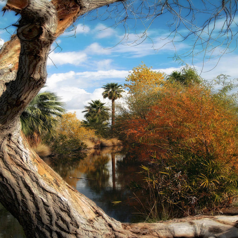 无人,方图,室外,白天,美景,美国,反射,池塘,景观,云,树,树干,天空,自然,景色,摄影,宁静,环境,亚利桑那,自然风光,改变,秋天,旅行,菲尼克斯市