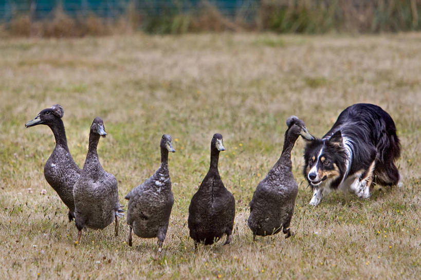 无人,横图,室外,白天,野生动物,美国,放牧,鸭子,草,自然,看,凝视,摄影,环境,水禽,边境牧羊犬,柯利牧羊犬