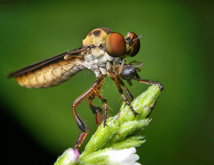 无人,吃,横图,室外,白天,野生动物,美国,昆虫,蜘蛛,自然,动物,两只,摄影,环境,北美,北美洲,美洲,益虫,北亚美利加洲,亚美利加洲,俄克拉何马,俄克拉何马州,俄克拉荷马州,奥克拉荷马,抢先之州,食虫虻,塔尔萨,美利坚合众国