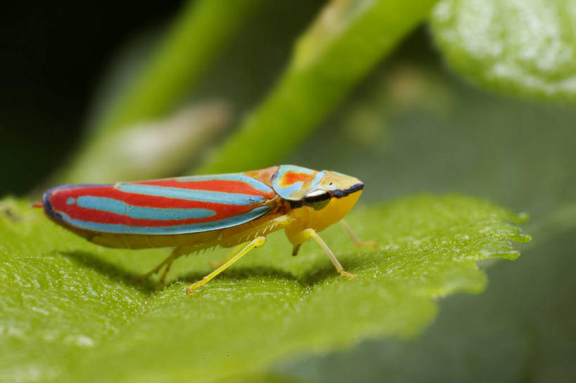 无人,横图,室外,特写,白天,侧面,野生动物,叶子,美国,条纹,蚱蜢,自然,动物,摄影,环境,北美,北美洲,美洲,北亚美利加洲,亚美利加洲,俄克拉何马,俄克拉何马州,俄克拉荷马州,奥克拉荷马,抢先之州,式样,塔尔萨,美利坚合众国