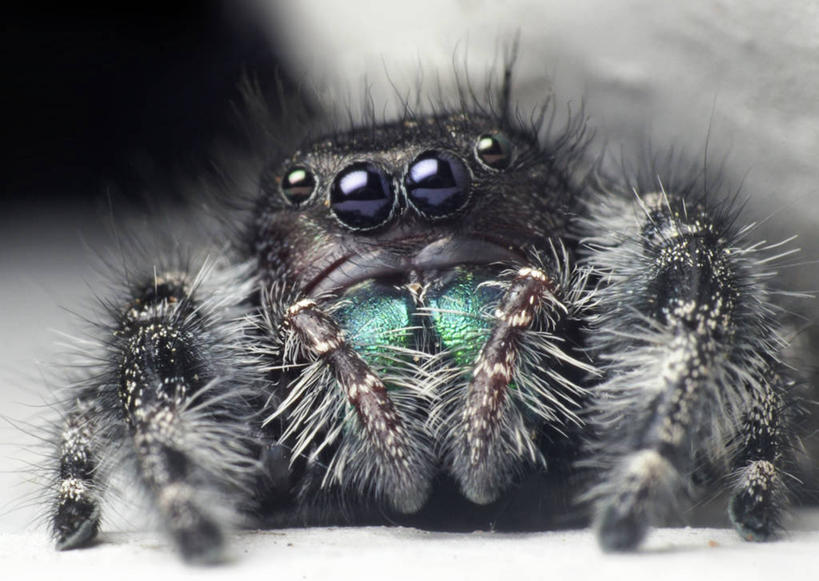 无人,横图,室外,特写,白天,野生动物,美国,蜘蛛,动物,摄影