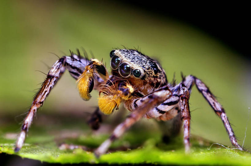 无人,横图,室外,特写,白天,野生动物,美国,昆虫,蜘蛛,动物,摄影,北美,北美洲,美洲,节肢动物,机敏,北亚美利加洲,亚美利加洲,俄克拉何马,俄克拉何马州,俄克拉荷马州,奥克拉荷马,抢先之州,塔尔萨,美利坚合众国,尖牙