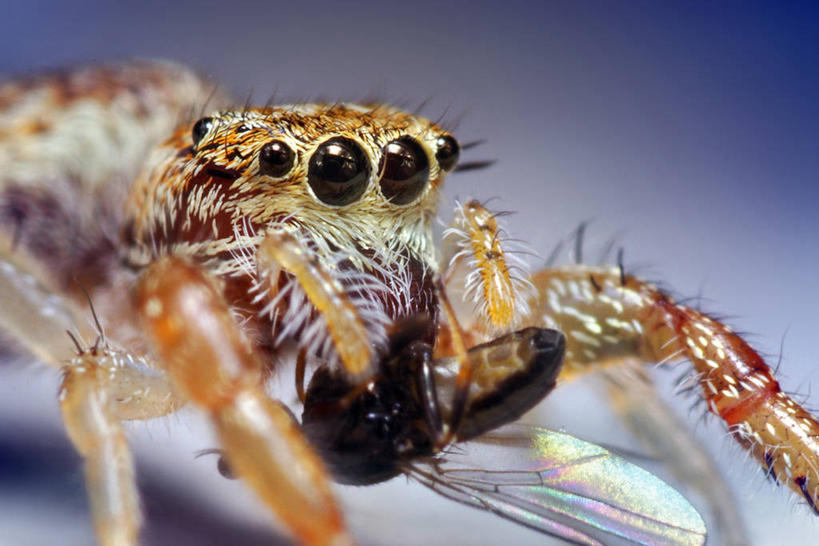 无人,横图,室内,室外,特写,白天,野生动物,美国,紫色背景,捕食,昆虫,蜘蛛,动物,两只,摄影,北美,北美洲,美洲,节肢动物,益虫,机敏,北亚美利加洲,亚美利加洲,俄克拉何马,俄克拉何马州,俄克拉荷马州,奥克拉荷马,抢先之州,豆娘,塔尔萨,影棚拍摄,美利坚合众国,尖牙