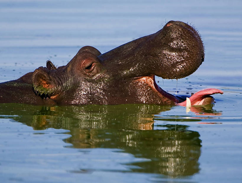 西方人,无人,横图,室外,白天,湖,水,河马,野生动物,欧洲,非洲,南非,黑人,欧洲人,反射,自然,动物,伸舌头,摄影,部分,环境,克鲁格国家公园,国家野生动物保护区,非洲人