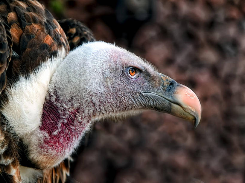 无人,横图,室外,特写,白天,侧面,野生动物,西班牙,动物,摄影,加那利群岛,喙,伊比利亚半岛,特内里费岛,大西洋群岛,秃鹰