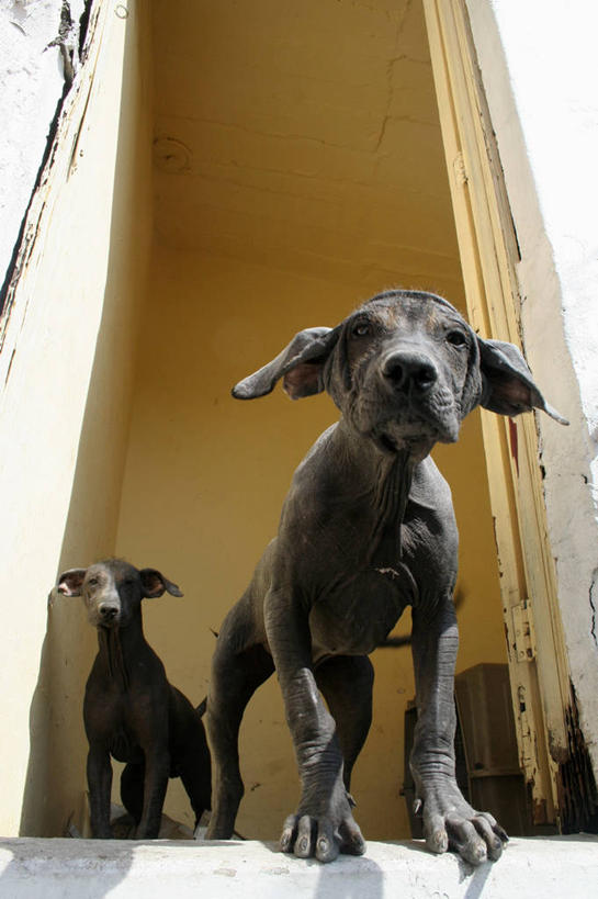 无人,竖图,室外,白天,仰视,门,宠物,狗,墨西哥,门口,首都,动物,两只,家畜,摄影,北美,北美洲,拉丁美洲,美洲,墨西哥城,北亚美利加洲,亚美利加洲,墨西哥合众国,仙人掌王国,低角度拍摄