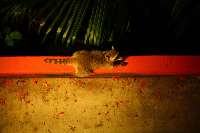 无人,栏杆,横图,俯视,室外,夜晚,阳台,哺乳动物,野生动物,叶子,墨西哥,动物,平衡,摄影,拉丁美洲,浣熊,杂食动物,高角度拍摄