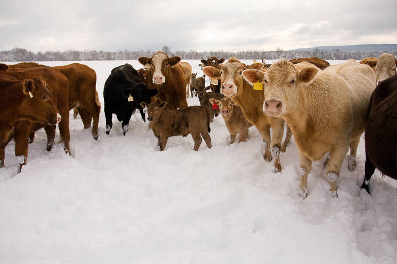无人,横图,室外,白天,暴风雨,牛,野生动物,美国,一群,许多,天气,很多,天空,动物,春天,家畜,寒冷,摄影,牲畜,食草动物,北美,北美洲,美洲,美洲野牛,凶猛,偶蹄目,阿肯色州,北亚美利加洲,亚美利加洲,残暴,凶残,野牛,美利坚合众国