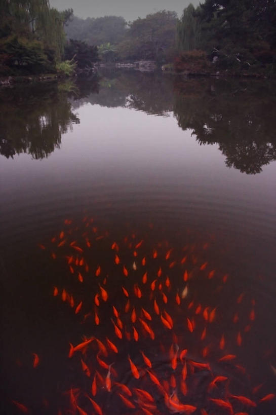 游泳,无人,竖图,室外,水下,湖,锦鲤,鲤鱼,野生动物,西湖,中国,一群,许多,很多,树,浙江省,黄昏,摄影,杭州,东亚
