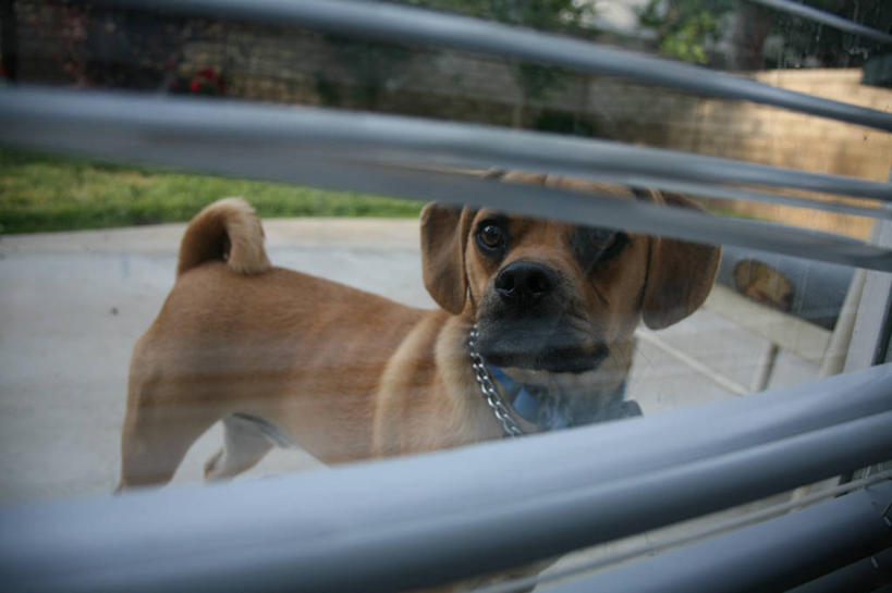 无人,横图,室外,白天,宠物,狗,美国,透明,墙,动物,家畜,摄影,铁环,锁链,链条,北美,北美洲,束缚,限制,加利福尼亚,美洲,洛杉矶,北亚美利加洲,亚美利加洲,约束,巴伦西亚,美利坚合众国,好奇心