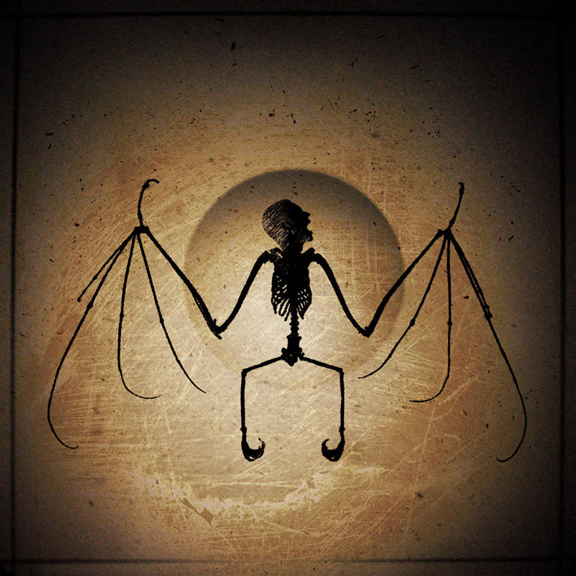 颅骨,无人,方图,蝙蝠,野生动物,美国,动物,摄影,死亡