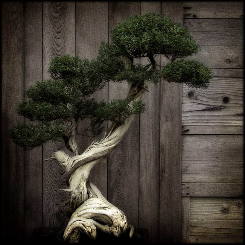 无人,方图,特写,美景,美国,木制,景观,盆景,自然,景色,摄影,生长,环境,脆弱,简单,自然风光