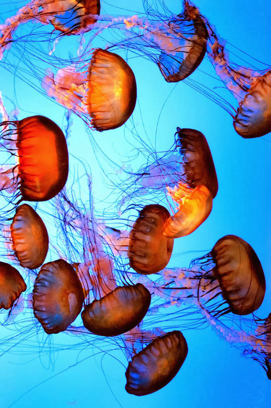 游泳,无人,竖图,室外,水下,城市,野生动物,美国,一群,许多,很多,蓝色,自然,摄影,环境,北美,北美洲,加利福尼亚,美洲,刺胞动物,加州,洛杉矶,加利福尼亚州,金州,黄金州,北亚美利加洲,亚美利加洲,蒙特利半岛,天使之城,蒙市,蒙特利公园市,水母,美利坚合众国