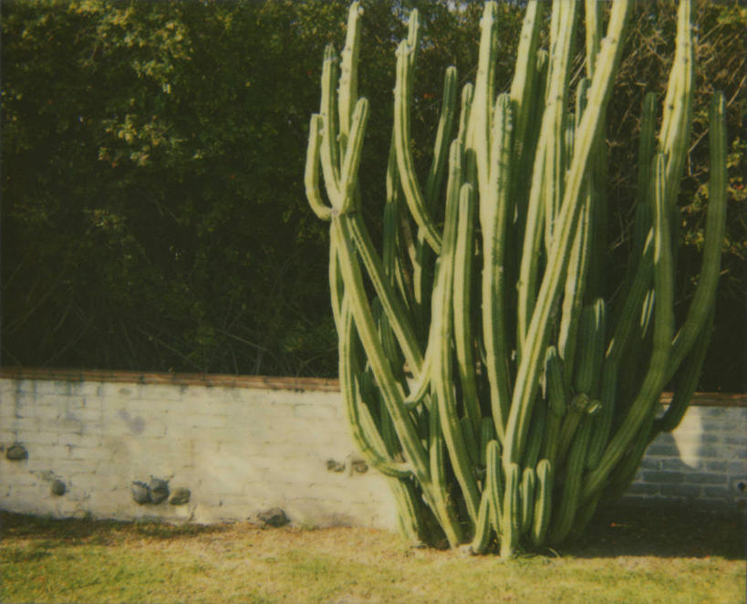 无人,横图,室外,白天,美景,仙人掌,美国,墙,庭院,景观,草,自然,景色,摄影,生长,环境,北美,北美洲,加利福尼亚,自然风光,美洲,洛杉矶,北亚美利加洲,亚美利加洲,马里布,肉质植物,美利坚合众国