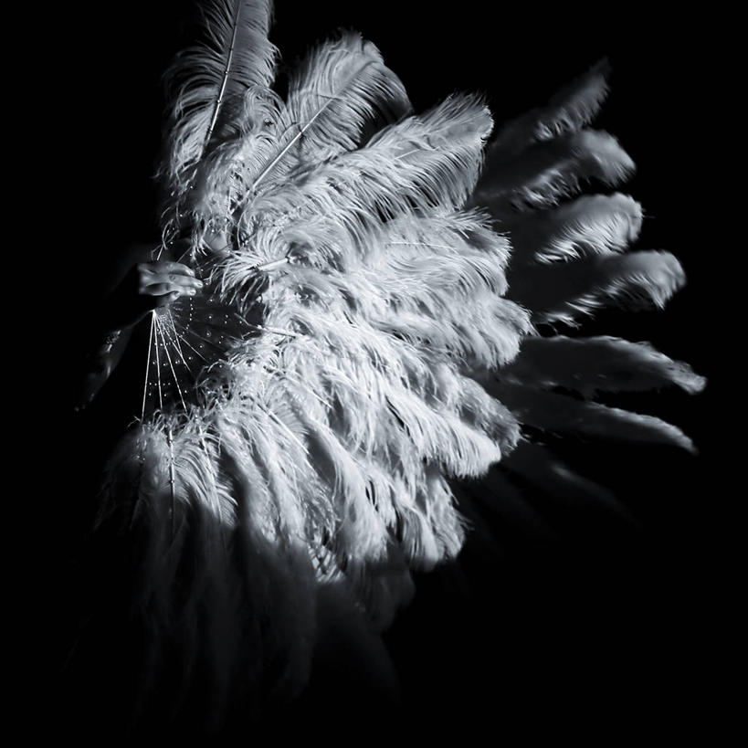 手,一个人,方图,室内,羽毛,澳大利亚,表演,扇子,拿着,人体,摄影,部分,悉尼,澳大拉西亚,新南威尔士,舞蹈,音乐剧