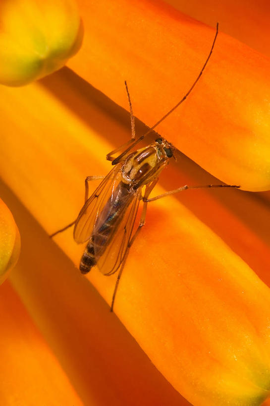 无人,竖图,室外,特写,白天,微距,芦荟,野生动物,葡萄牙,翅膀,昆虫,黄色,动物,摄影,脆弱,节肢动物,益虫,伊比利亚半岛,盲蛛,肉质植物