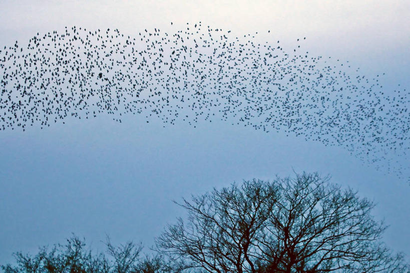 无人,横图,室外,白天,野生动物,英国,一群,许多,鸟类,很多,飞,树,天空,自然,摄影,环境,北欧,八哥,万里无云