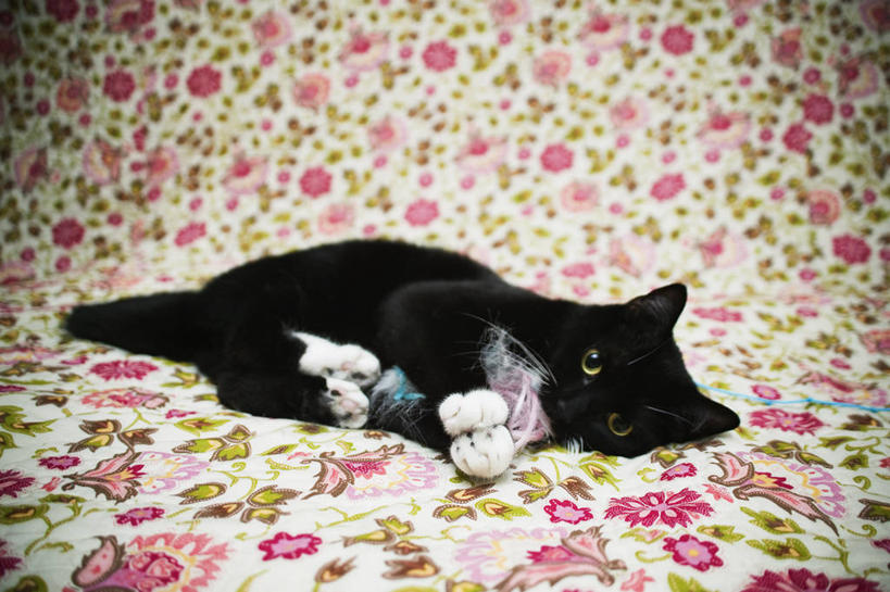 无人,躺,横图,室内,特写,沙发,宠物,猫,玩具,美国,座位,黑色,动物,家畜,放松,摄影,鼠,猫科动物