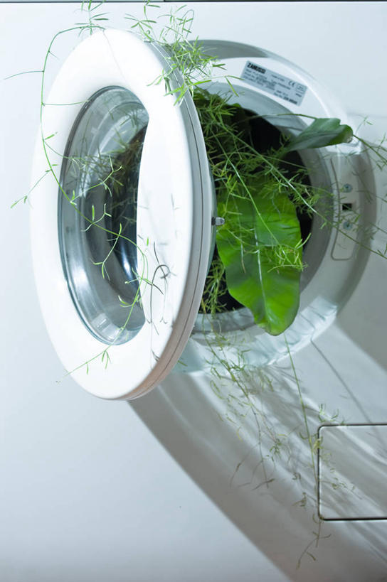 无人,竖图,室内,白天,植物,叶子,英国,阴影,摄影,洗衣机,生长,家电,北欧,环境保护