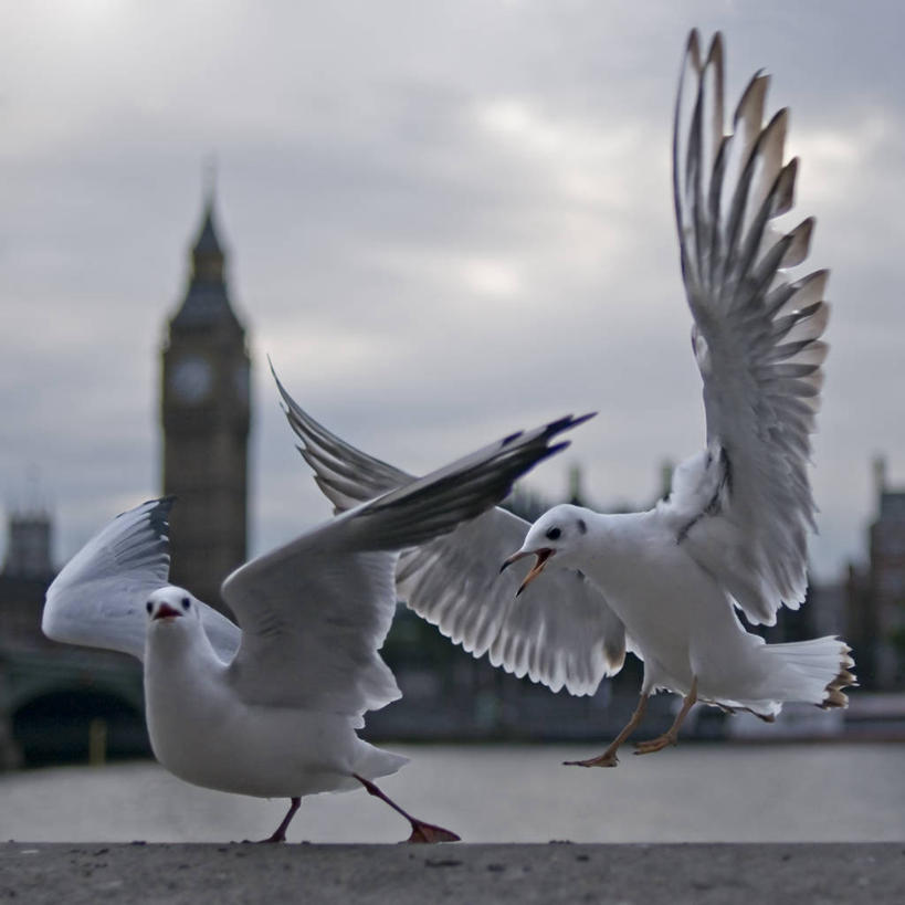 无人,方图,室外,白天,海鸟,海鸥,野生动物,英国,欧洲,伦敦,首都,飞,动物,两只,摄影,西欧,北欧,大不列颠,大不列颠及北爱尔兰联合王国,大不列颠及爱尔兰联合王国,雾都,大不列颠王国,大英帝国,联合王国,日不落帝国