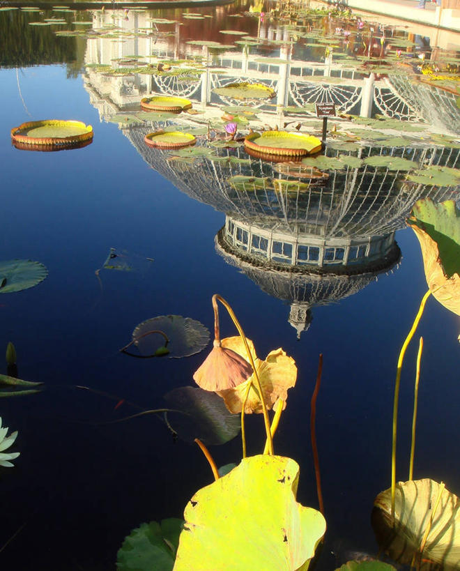 无人,植物园,竖图,俯视,室外,白天,水,城市,建筑,睡莲,叶子,纽约,美国,漂浮,反射,自然,摄影,环境,圆顶建筑,清新,纯净,布朗克斯,纽约植物园,高角度拍摄,旅行