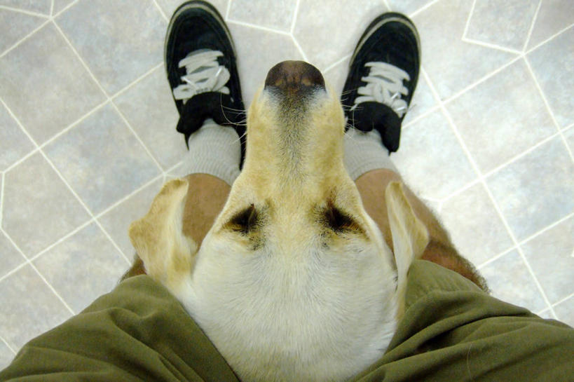 成年人,腿,一个人,站,横图,俯视,宠物,狗,鞋子,加拿大,仅一个男性,拉布拉多,拉布拉多猎犬,动物,家畜,可爱,人体,摄影,拉布拉多犬,忠诚,四肢,卡尔加里,亚伯达,犬,高角度拍摄