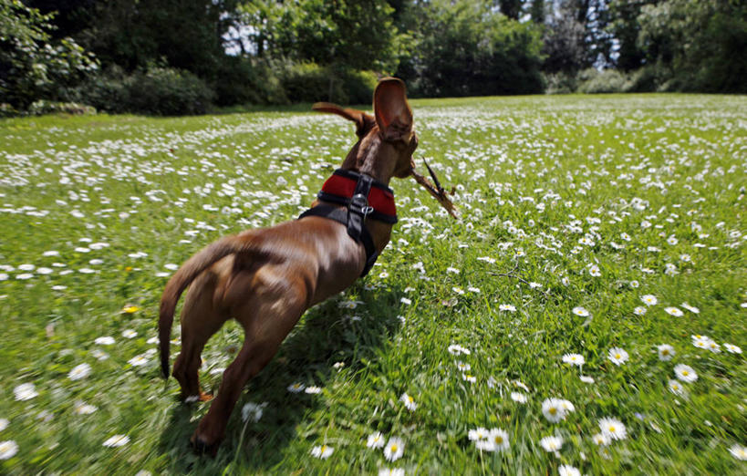 无人,公园,跑,横图,室外,白天,宠物,英国,欧洲,伦敦,迷你腊肠犬,首都,花,动物,家畜,摄影,西欧,北欧,大不列颠,德国猎犬,大不列颠及北爱尔兰联合王国,大不列颠及爱尔兰联合王国,雾都,大不列颠王国,大英帝国,联合王国,日不落帝国,服从