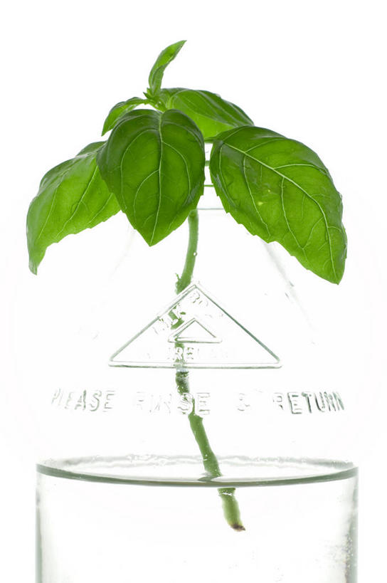 无人,竖图,室内,白色背景,水,英国,枝,水瓶,饮用水,饮食,白色,瓶子,冷饮,摄影,罗勒,草本,清新,北欧,健康食物,嫩枝,影棚拍摄