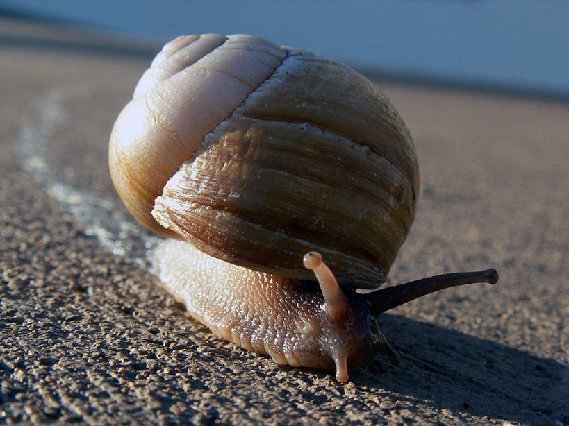 无人,横图,室外,白天,野生动物,澳大利亚,蜗牛,食品,自然,动物,爬,摄影,环境,法国文化,欧洲文化,昆士兰州,澳大拉西亚,腹足动物