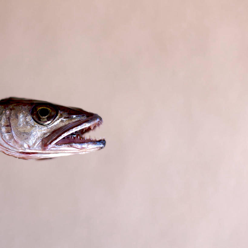 无人,方图,特写,残酷,野生动物,克罗地亚,鱼类,动物,张嘴,摄影,张大嘴巴,巴尔干,达尔马提亚,斯普利特,暴虐,残暴,惨酷,严酷,张开嘴