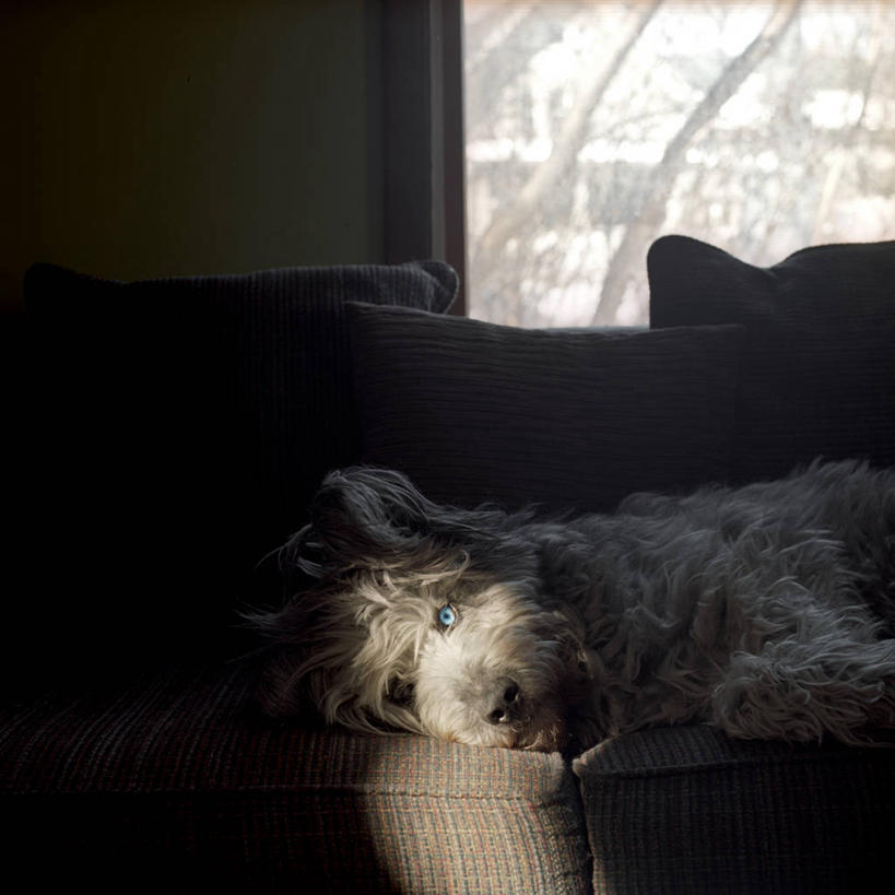 无人,躺,方图,室内,特写,白天,懒惰,窗户,沙发,宠物,狗,日光,美国,座位,动物,家畜,放松,摄影,北美,北美洲,美洲,北亚美利加洲,亚美利加洲,密歇根,密歇根州,貂熊州,狼獾之州,狼獾州,安娜堡,美利坚合众国