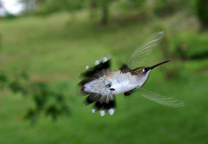 无人,横图,室外,白天,侧面,蜂鸟,野生动物,美国,半空,飞,草,看,摄影,栖息,北美,北美洲,美洲,喙,乔治亚州,北亚美利加洲,亚美利加洲,热带鸟,美利坚合众国