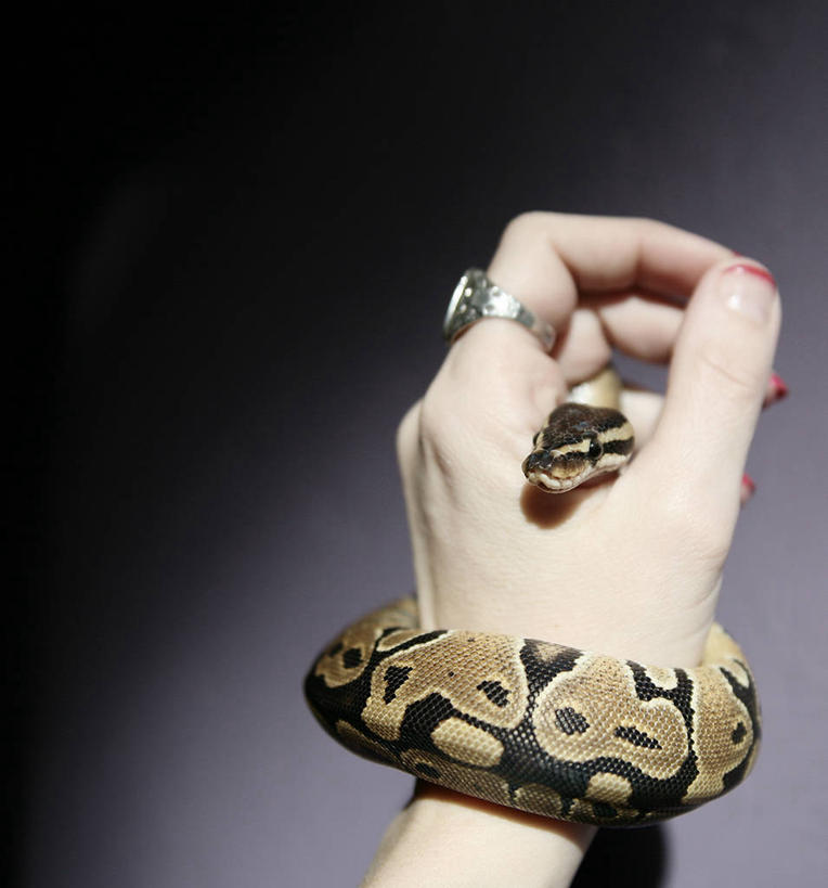 手,一个人,竖图,室内,特写,风险,野生动物,珠宝,美国,紫色背景,环绕,缠绕,蛇,包装,拿着,动物,戒指,人体,摄影,巨蟒,纠缠,危险,影棚拍摄,卷须