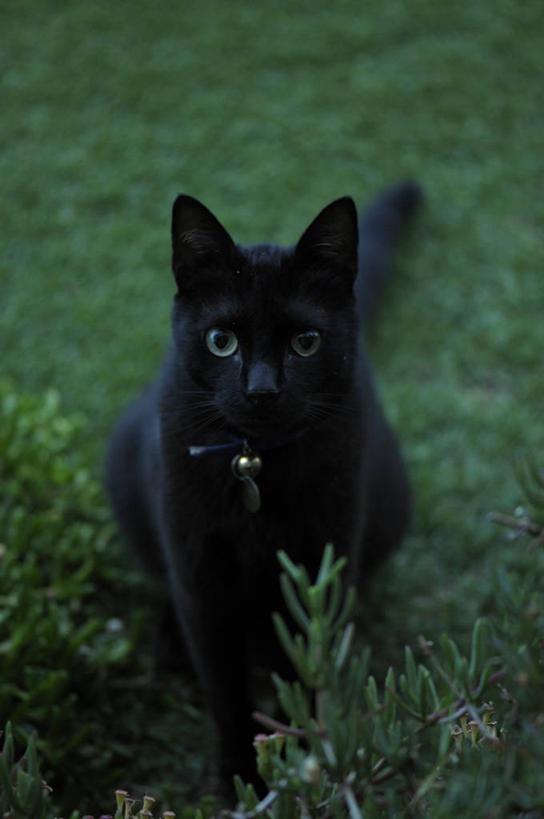 无人,坐,竖图,俯视,室外,白天,宠物,猫,西班牙,巴塞罗那,庭院,草,黑色,动物,家畜,摄影,猫科动物,伊比利亚半岛,高角度拍摄,锡切斯,巴塞罗那省,好奇心